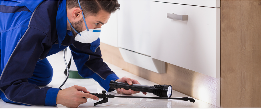 Kerrville pest xpert removal